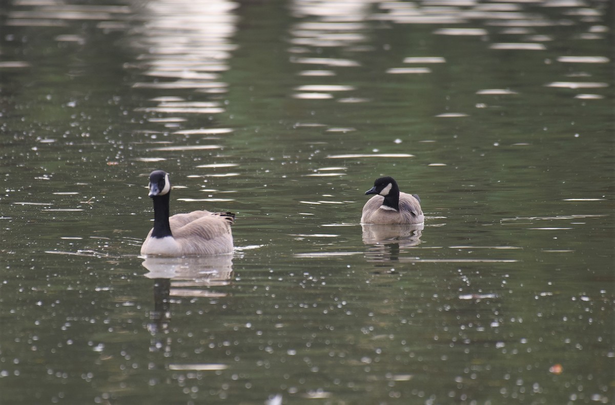 Cackling Goose - ML507452631