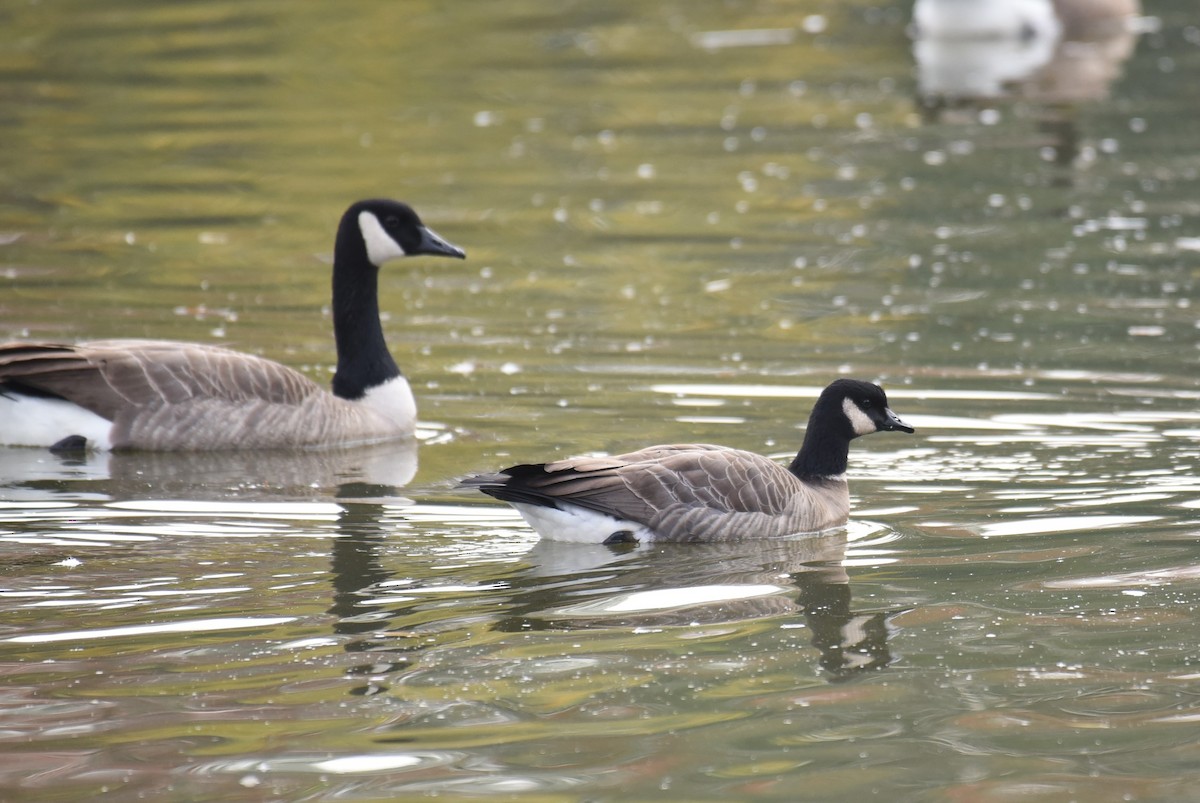 Cackling Goose - ML507452641