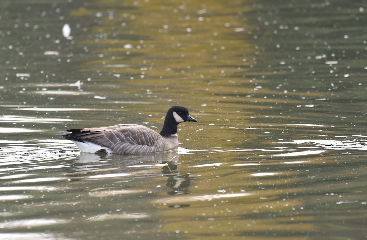 Cackling Goose - ML507452651