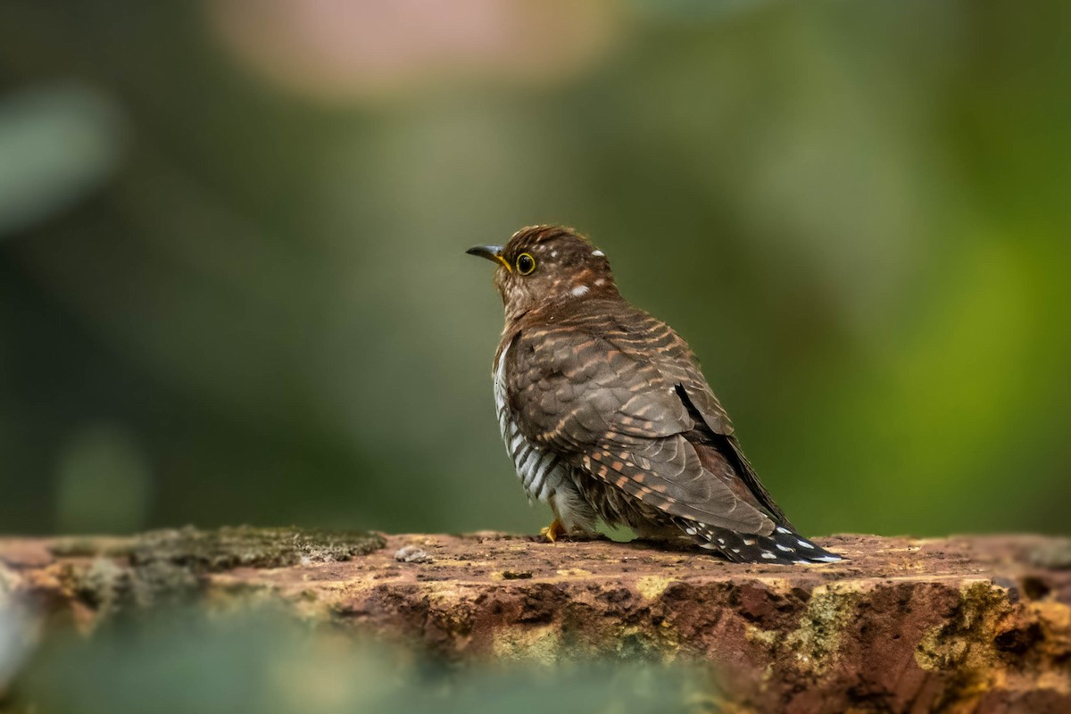 Lesser Cuckoo - ML507452951