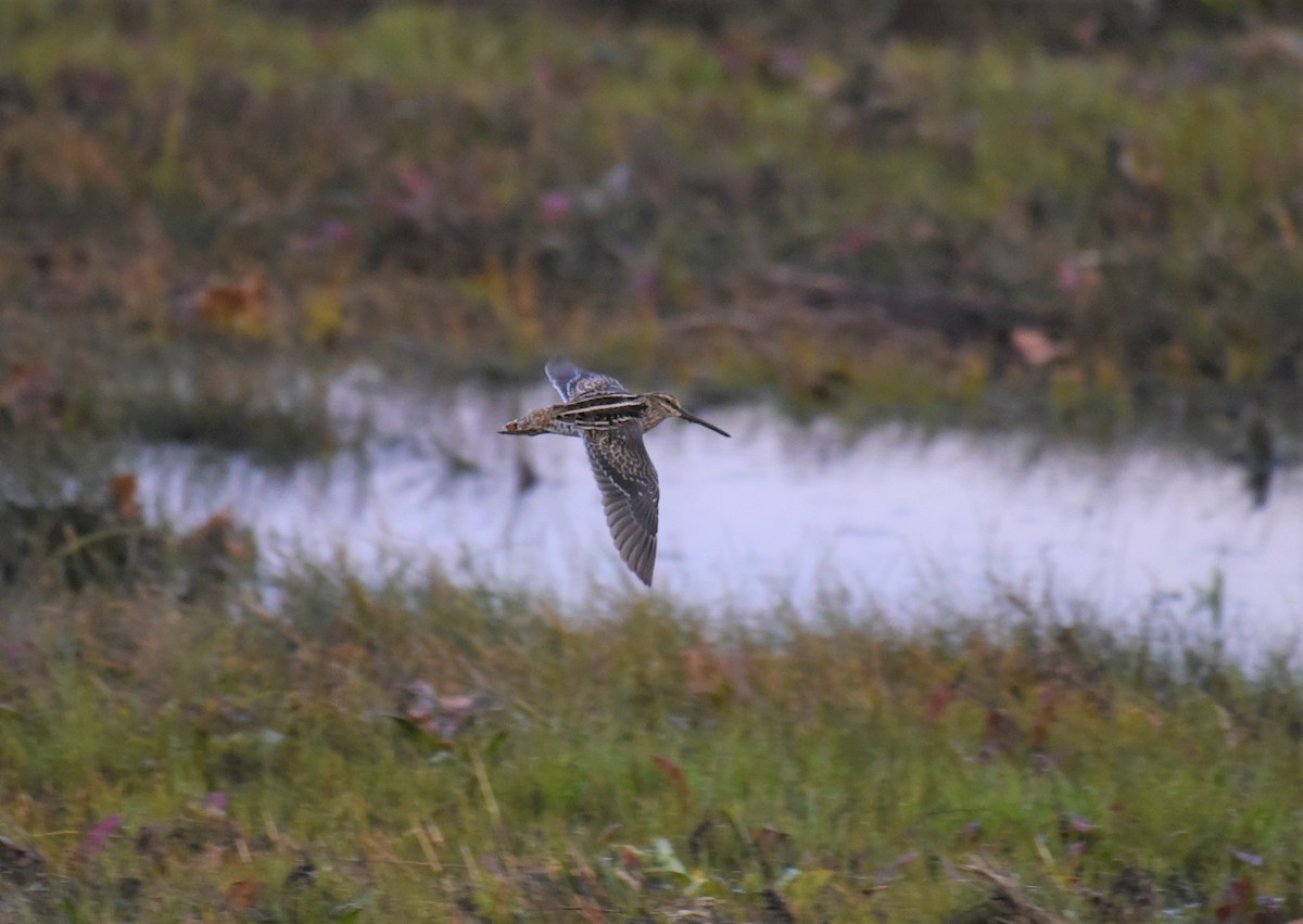 Wilson's Snipe - ML507453091