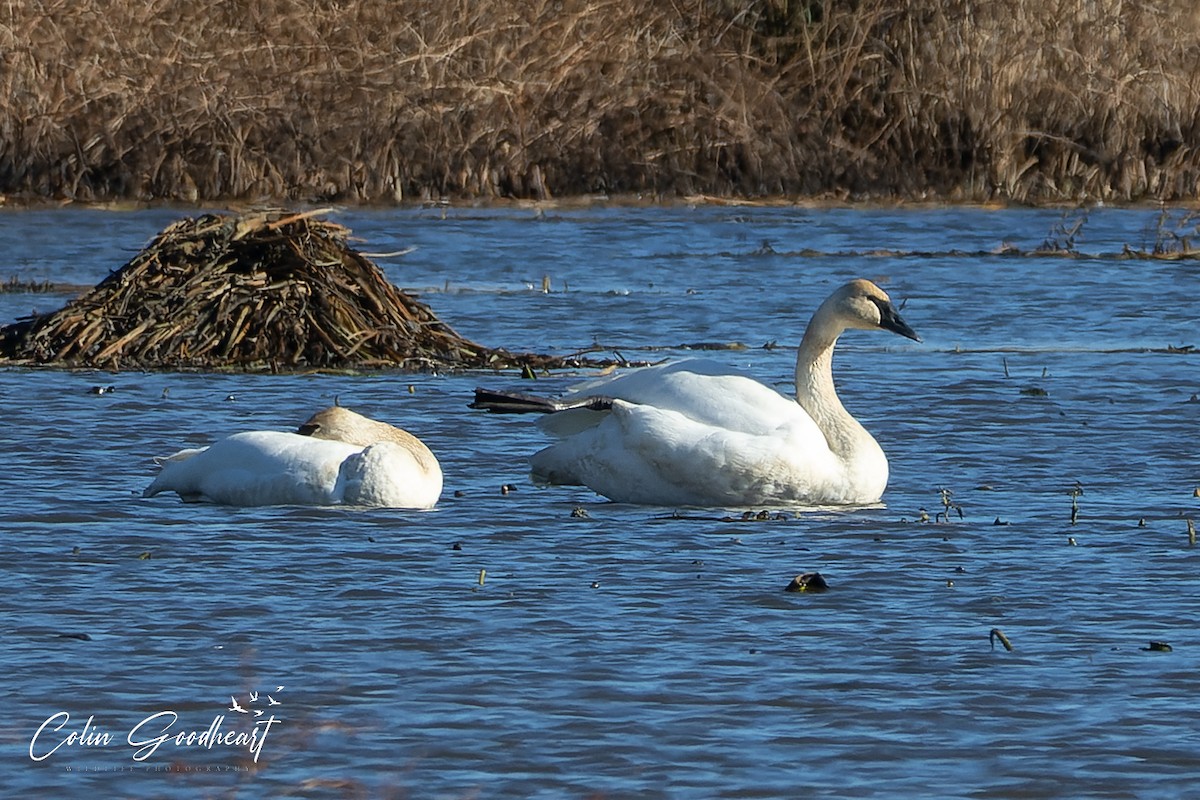labuť trubač - ML507453171