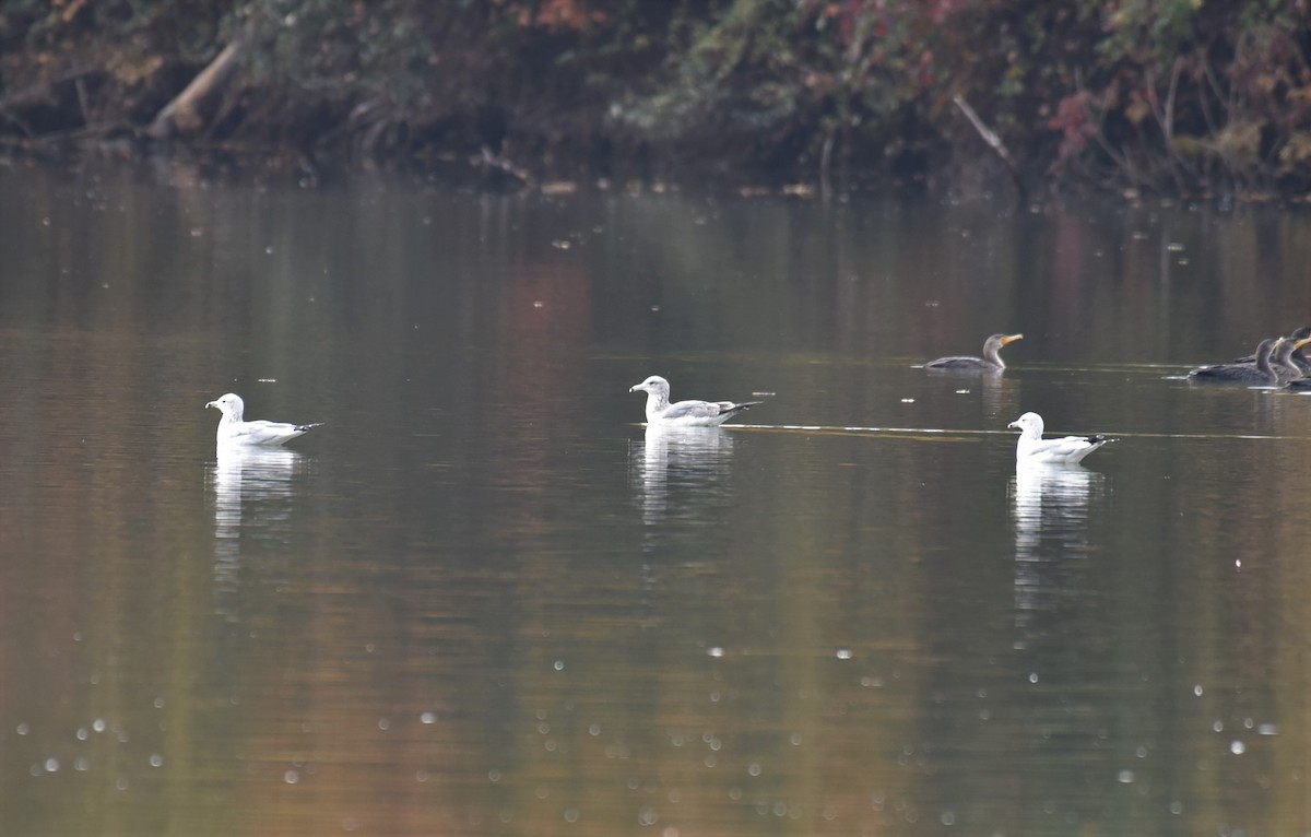 Ring-billed Gull - ML507453181