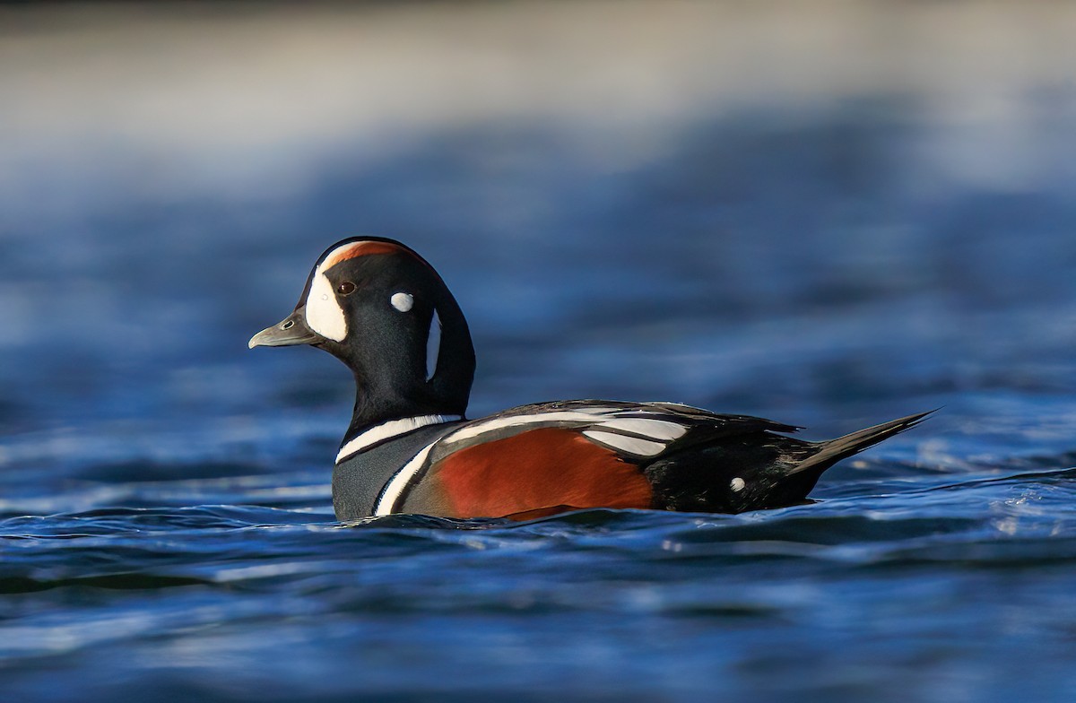 Harlequin Duck - ML507453541