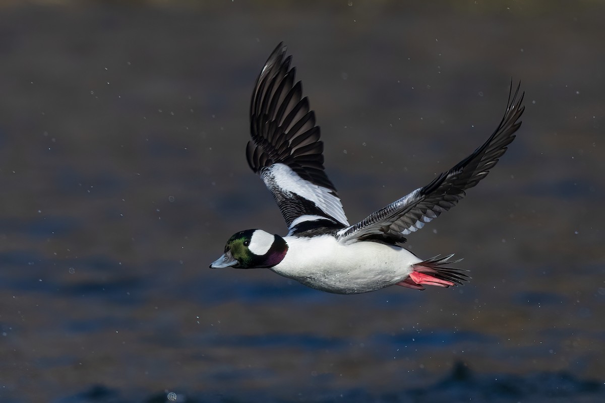 Bufflehead - ML507453641