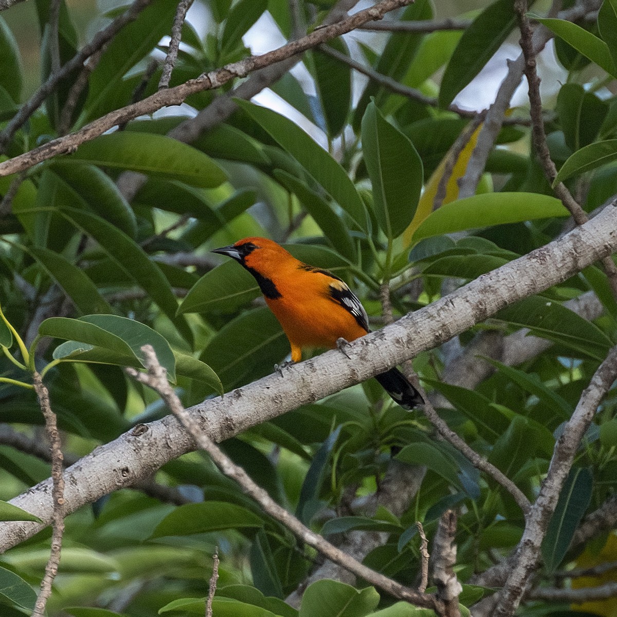 Streak-backed Oriole - ML507453661