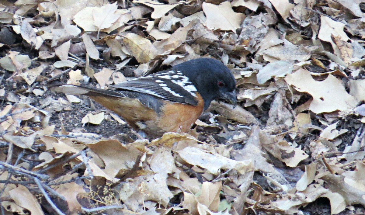Spotted Towhee - ML507453741