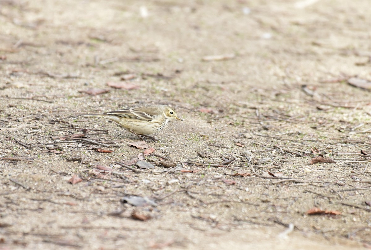 American Pipit - Sze On Ng (Aaron)