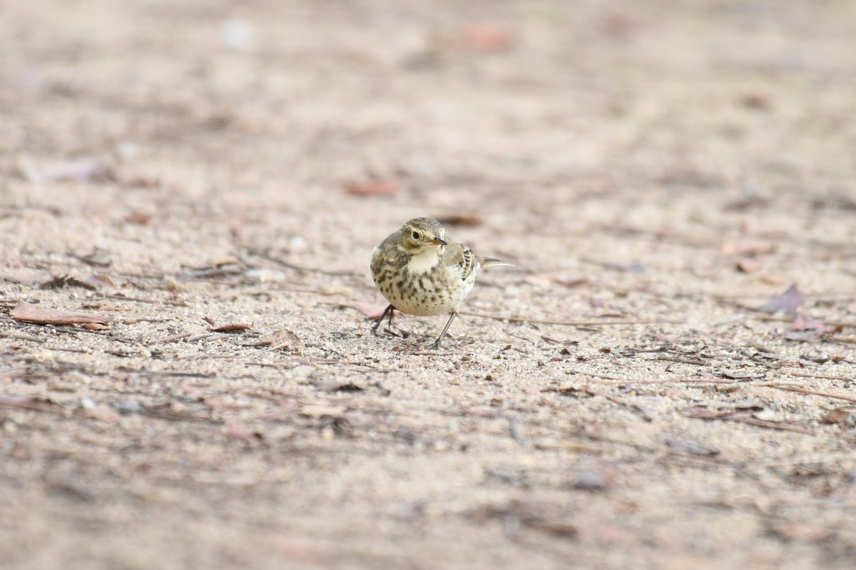 American Pipit - ML507453771