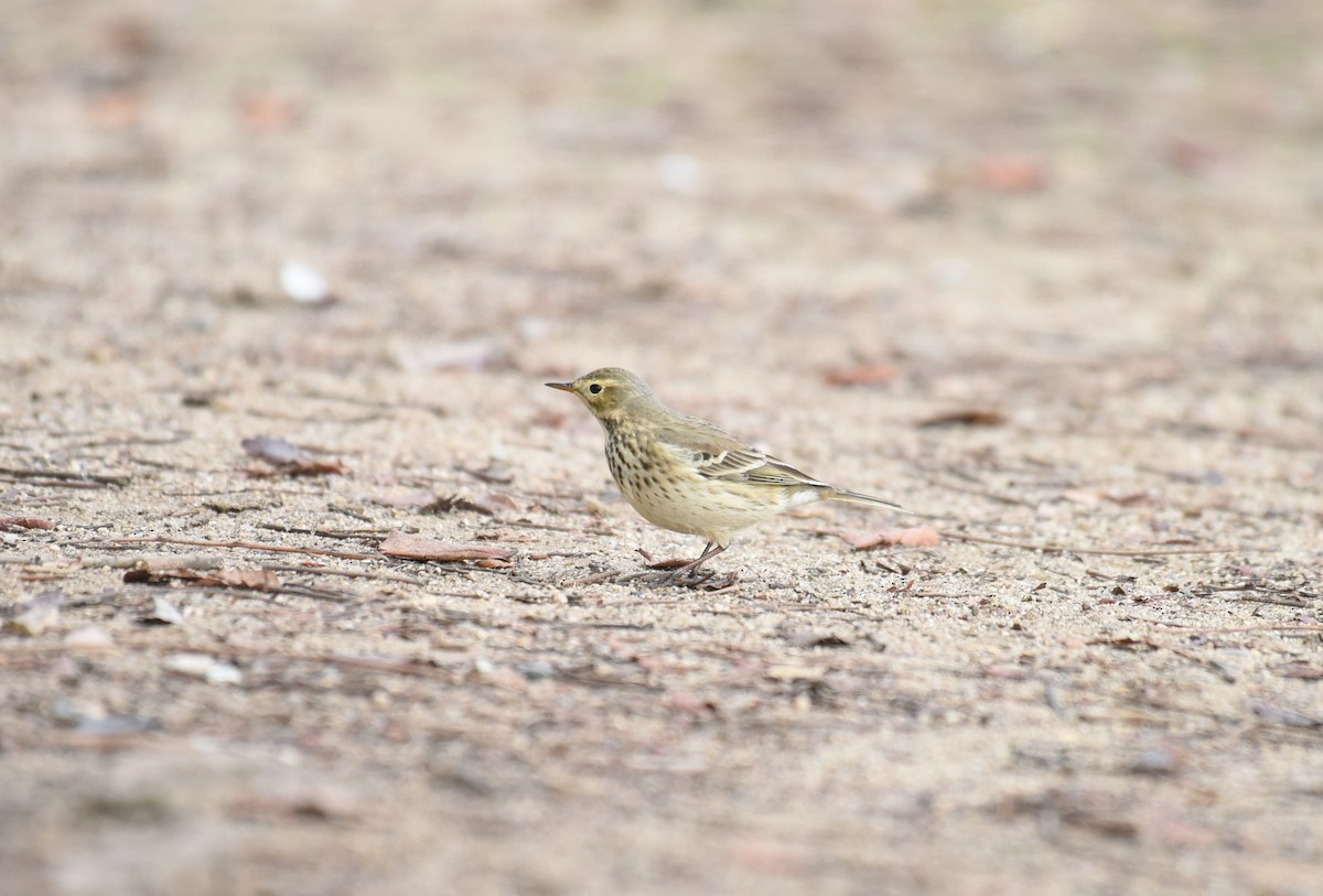 American Pipit - Sze On Ng (Aaron)