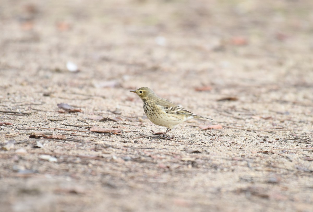 American Pipit - ML507453781