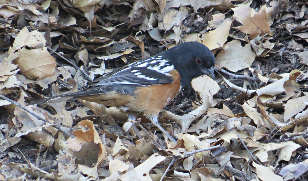 Spotted Towhee - ML507453801