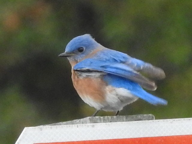 Eastern Bluebird - Michael Dolfay