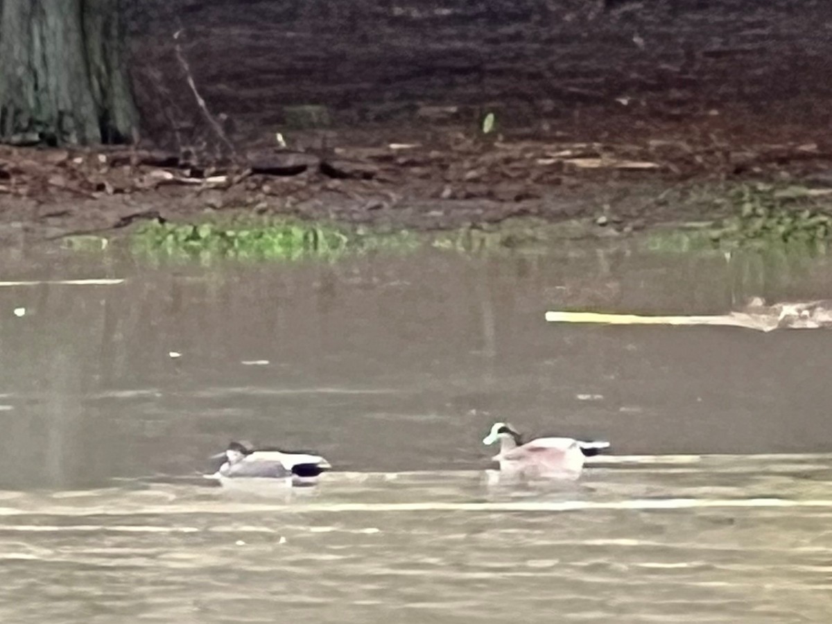 American Wigeon - ML507454631