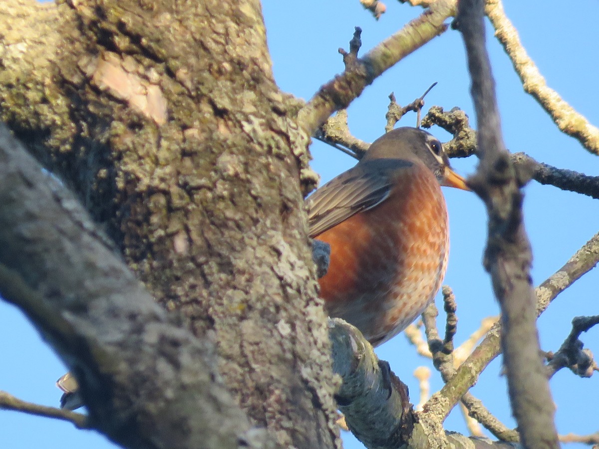 American Robin - ML507454701