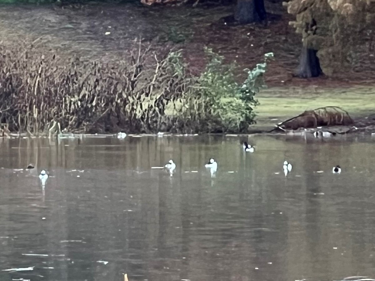 Bufflehead - ML507454781