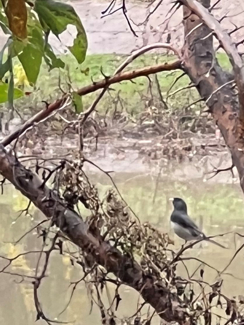 Dark-eyed Junco - ML507455121