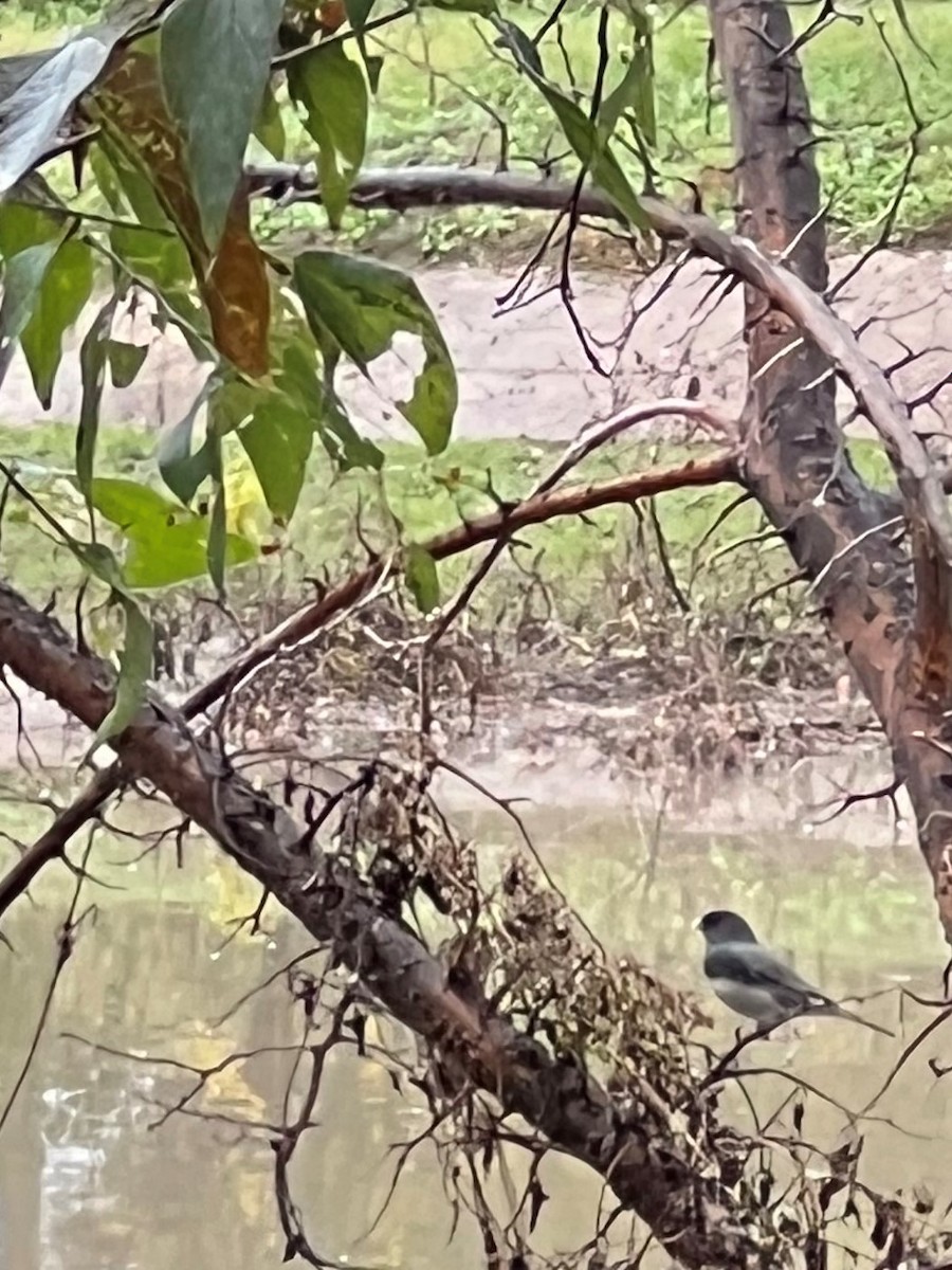 Dark-eyed Junco - ML507455131