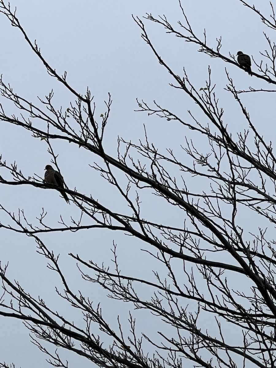 Mourning Dove - ML507455311