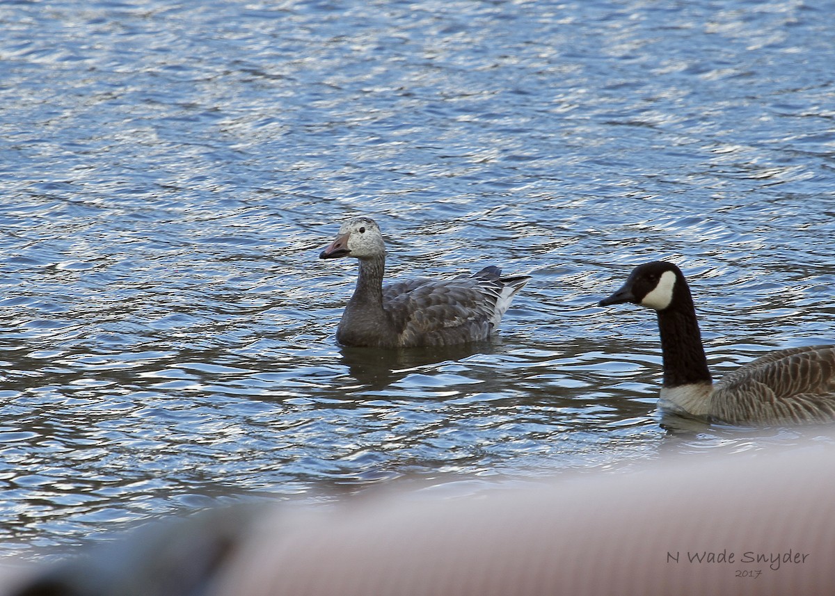 Snow Goose - N. Wade Snyder