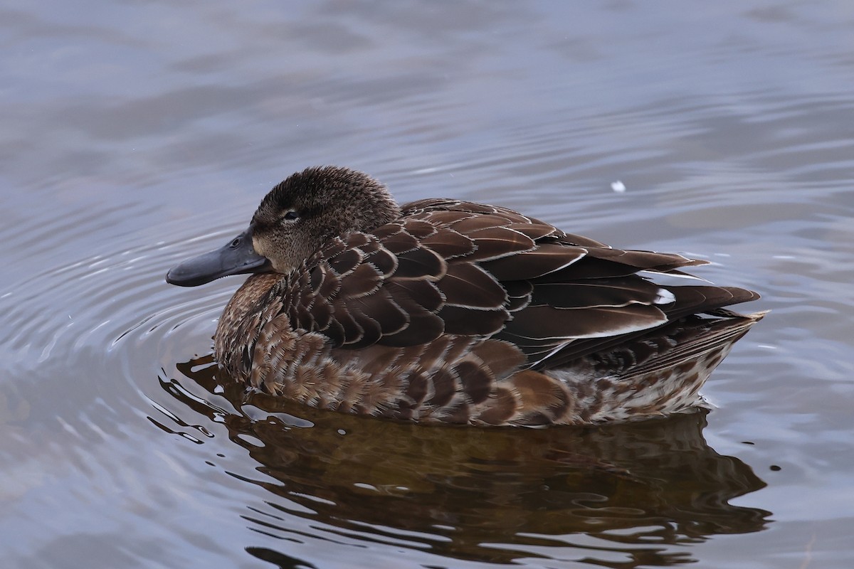Blue-winged Teal - ML507456241