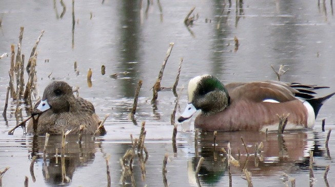 American Wigeon - ML50745631