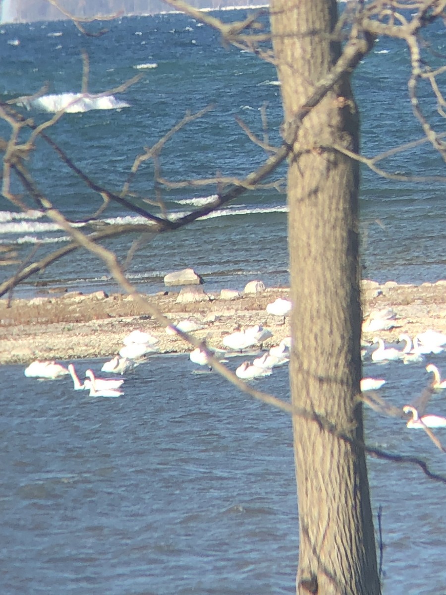 Tundra Swan - Jon Pup