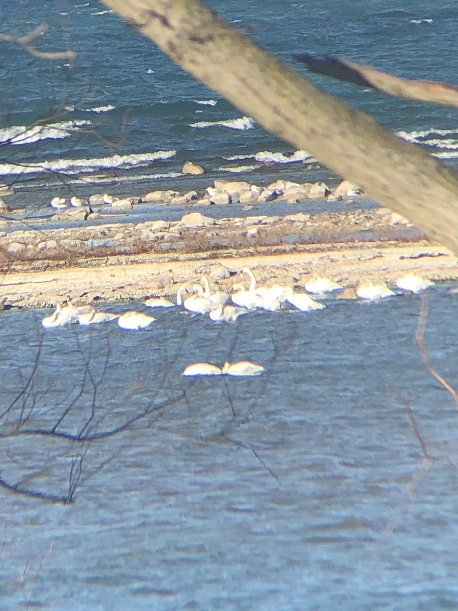 Tundra Swan - ML507457161