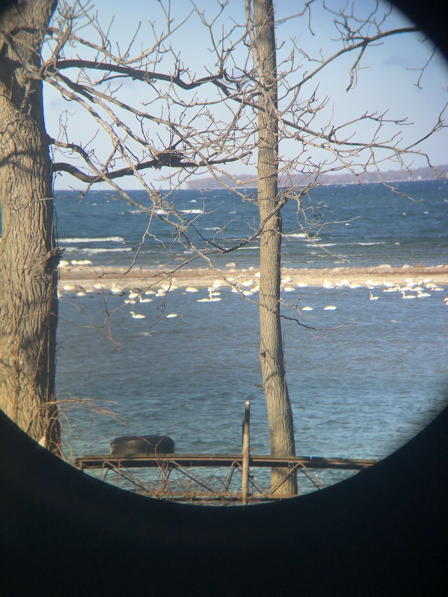 Tundra Swan - Jon Pup