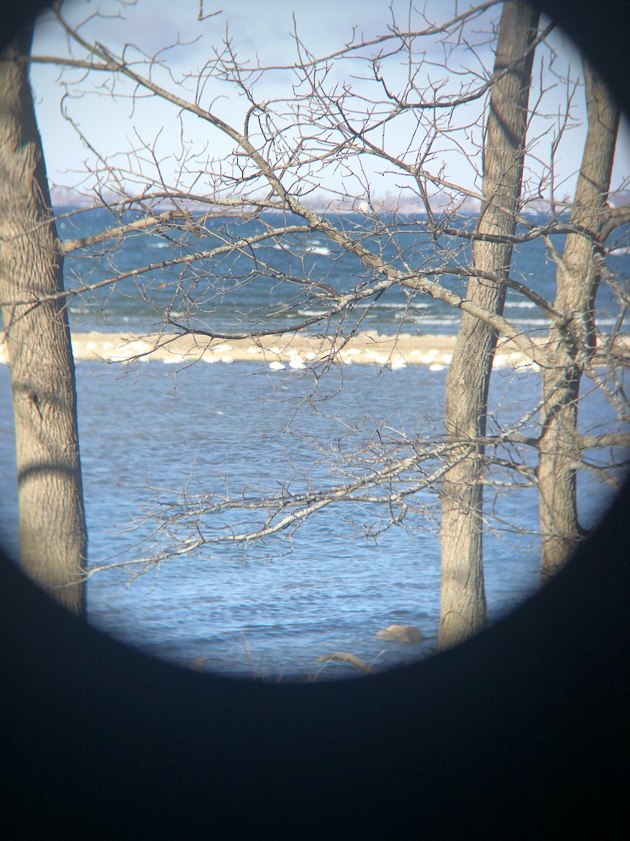 Tundra Swan - Jon Pup