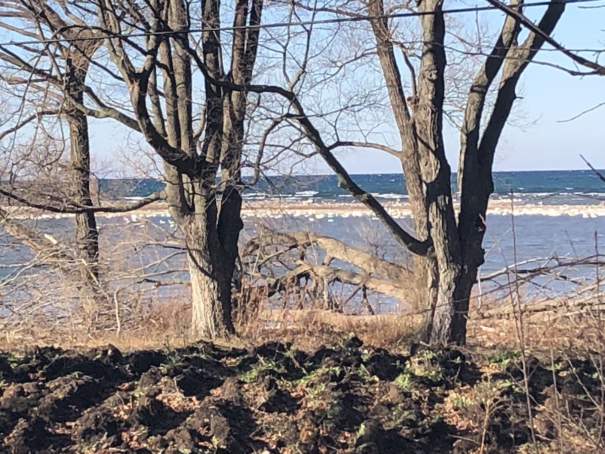 Tundra Swan - Jon Pup