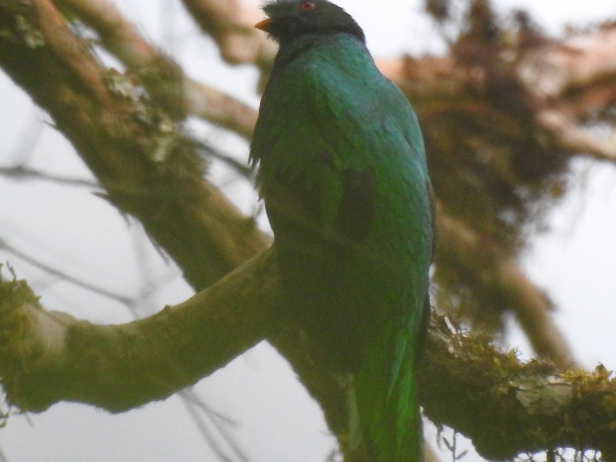Crested Quetzal - ML507458471