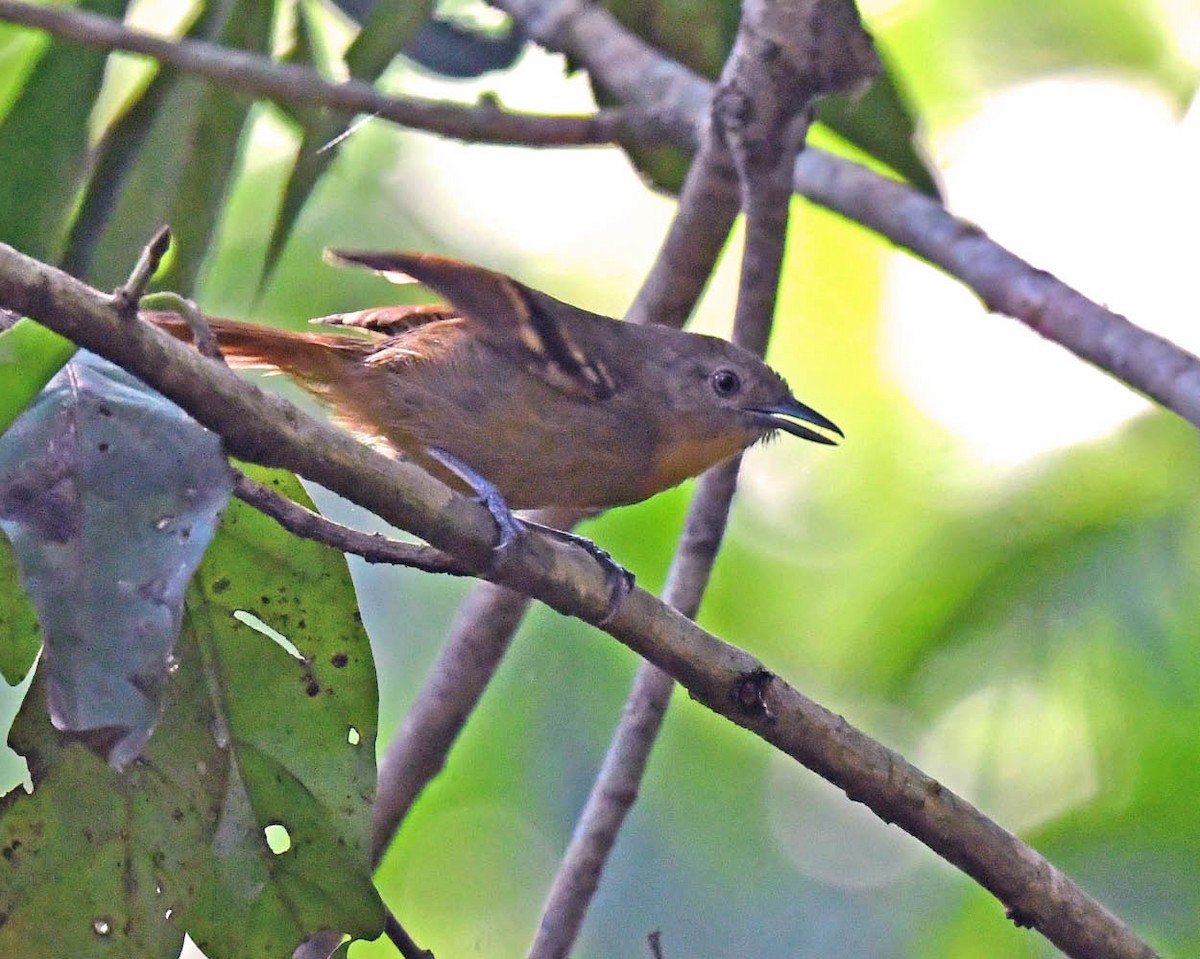 White-eyed Stipplethroat - ML507459101