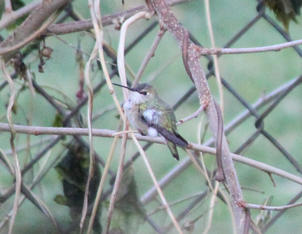 Rufous Hummingbird - Andrew S. Aldrich