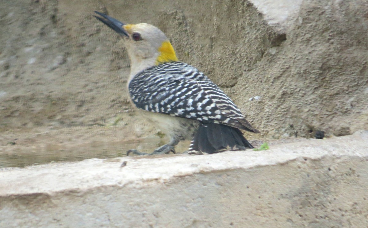 Golden-fronted Woodpecker - ML507459341