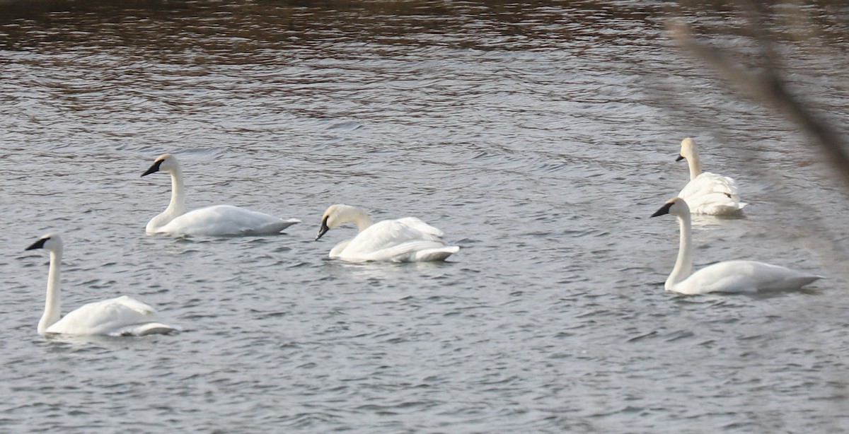 Trumpeter Swan - ML507463541