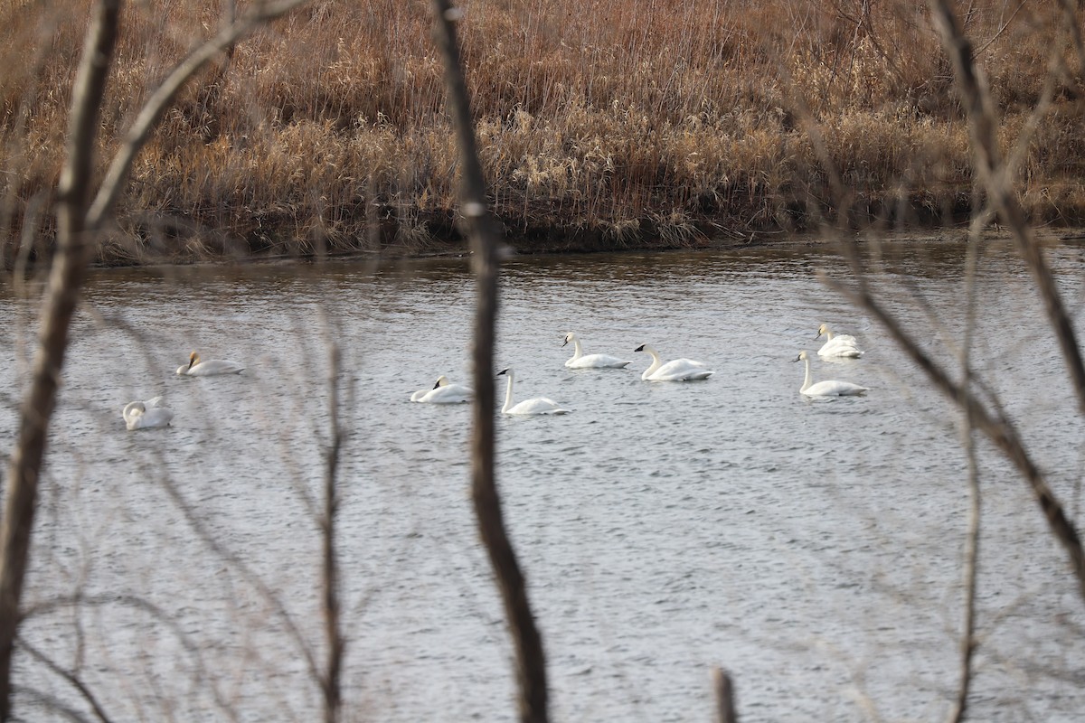 Trumpeter Swan - ML507463691