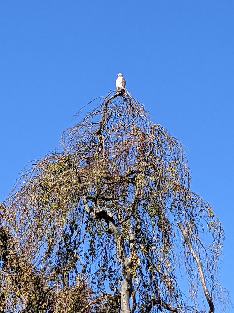 Red-tailed Hawk - ML507465381