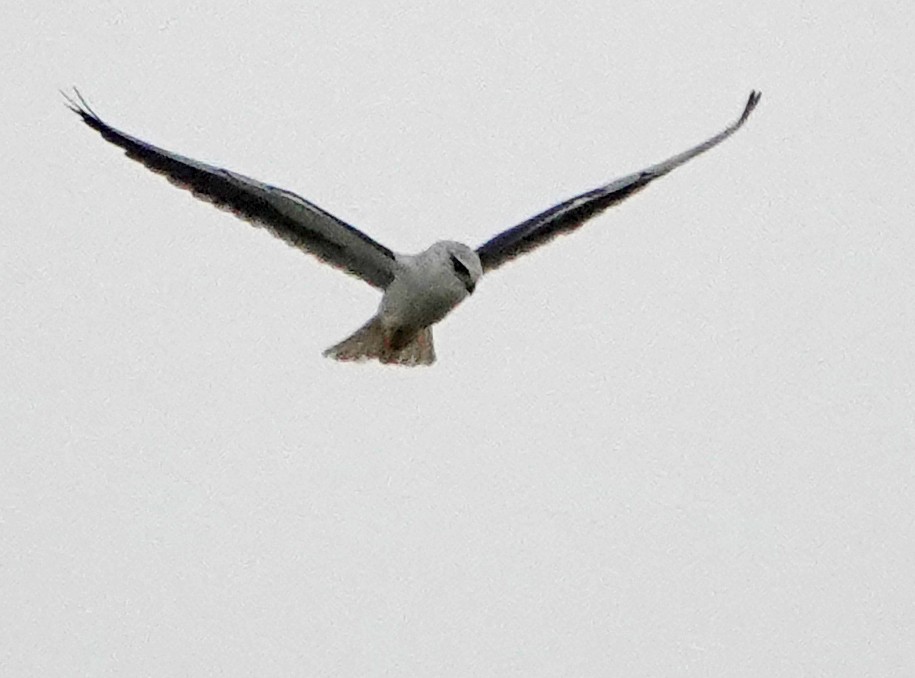 Black-winged Kite - ML507466561