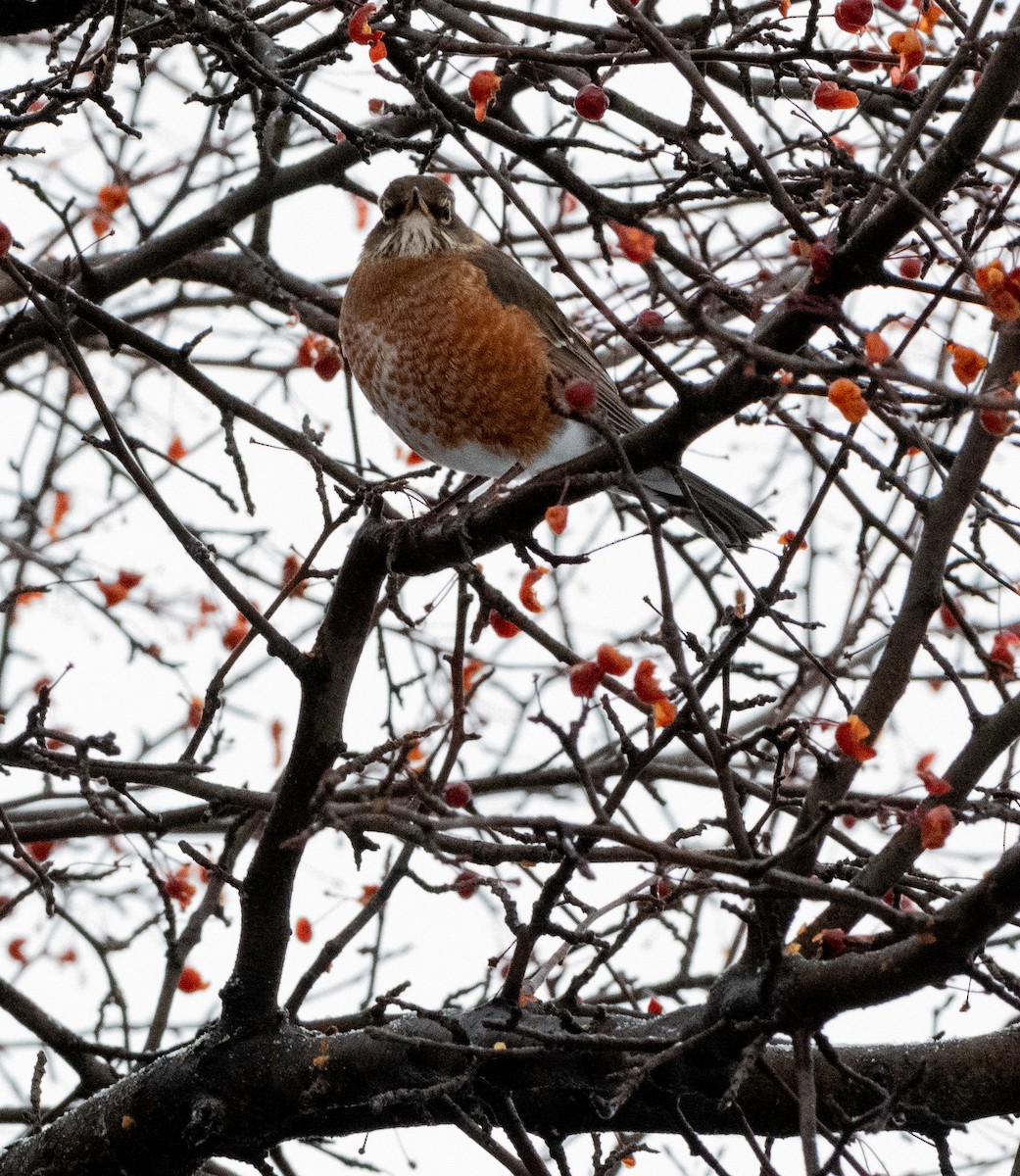 American Robin - ML507467281