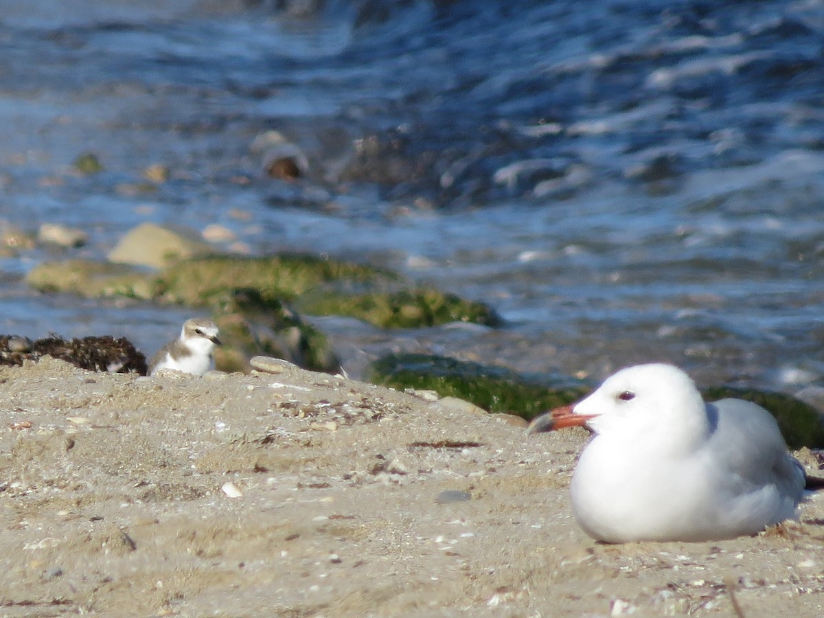 Kentish Plover - ML507467391