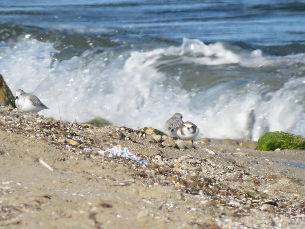 Kentish Plover - ML507467401