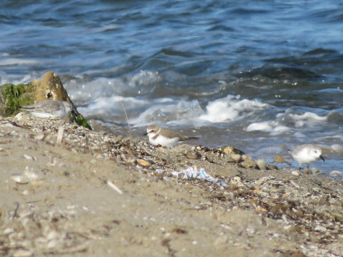 Kentish Plover - ML507467411