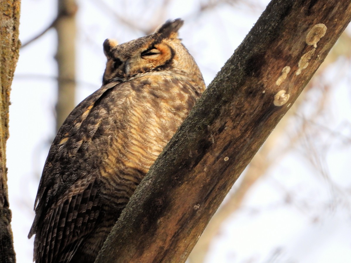 Great Horned Owl - ML507468931