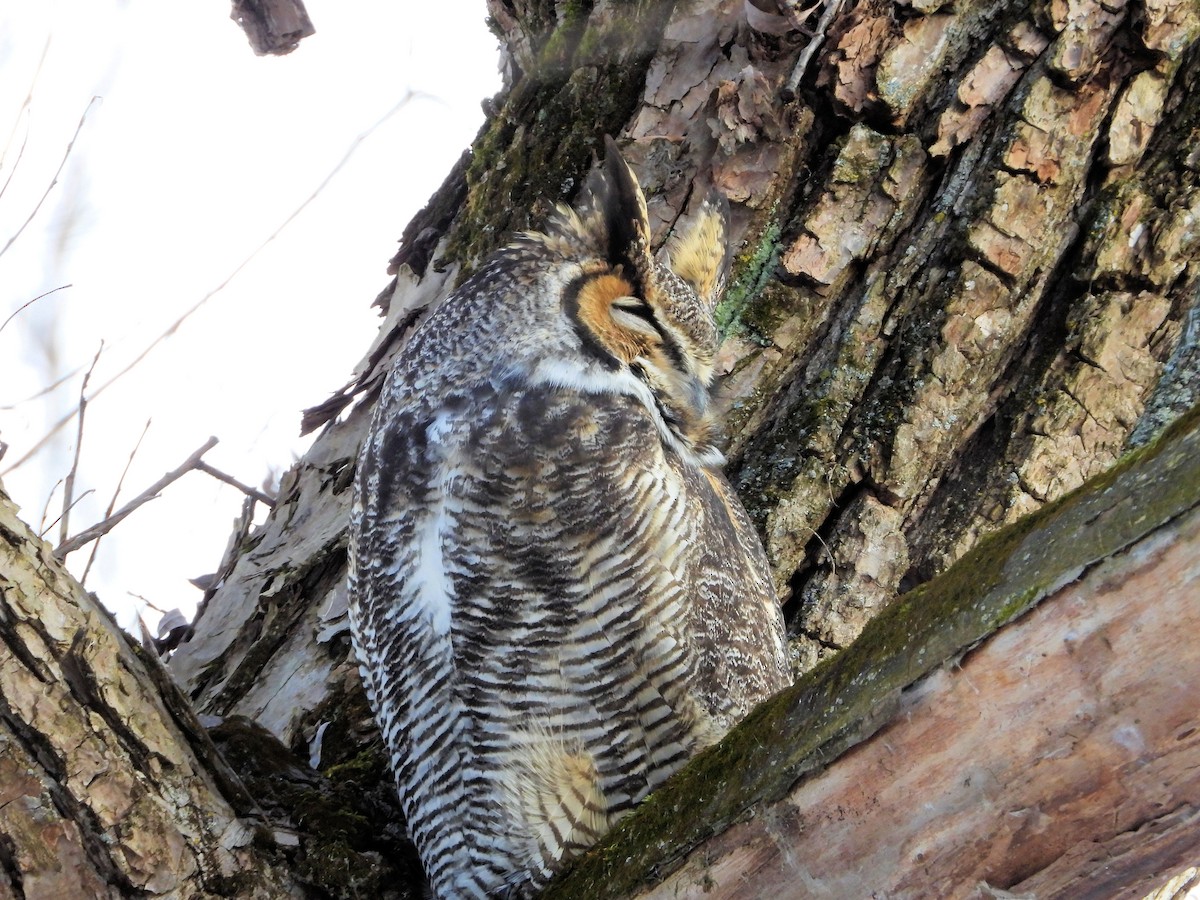 Great Horned Owl - ML507468941