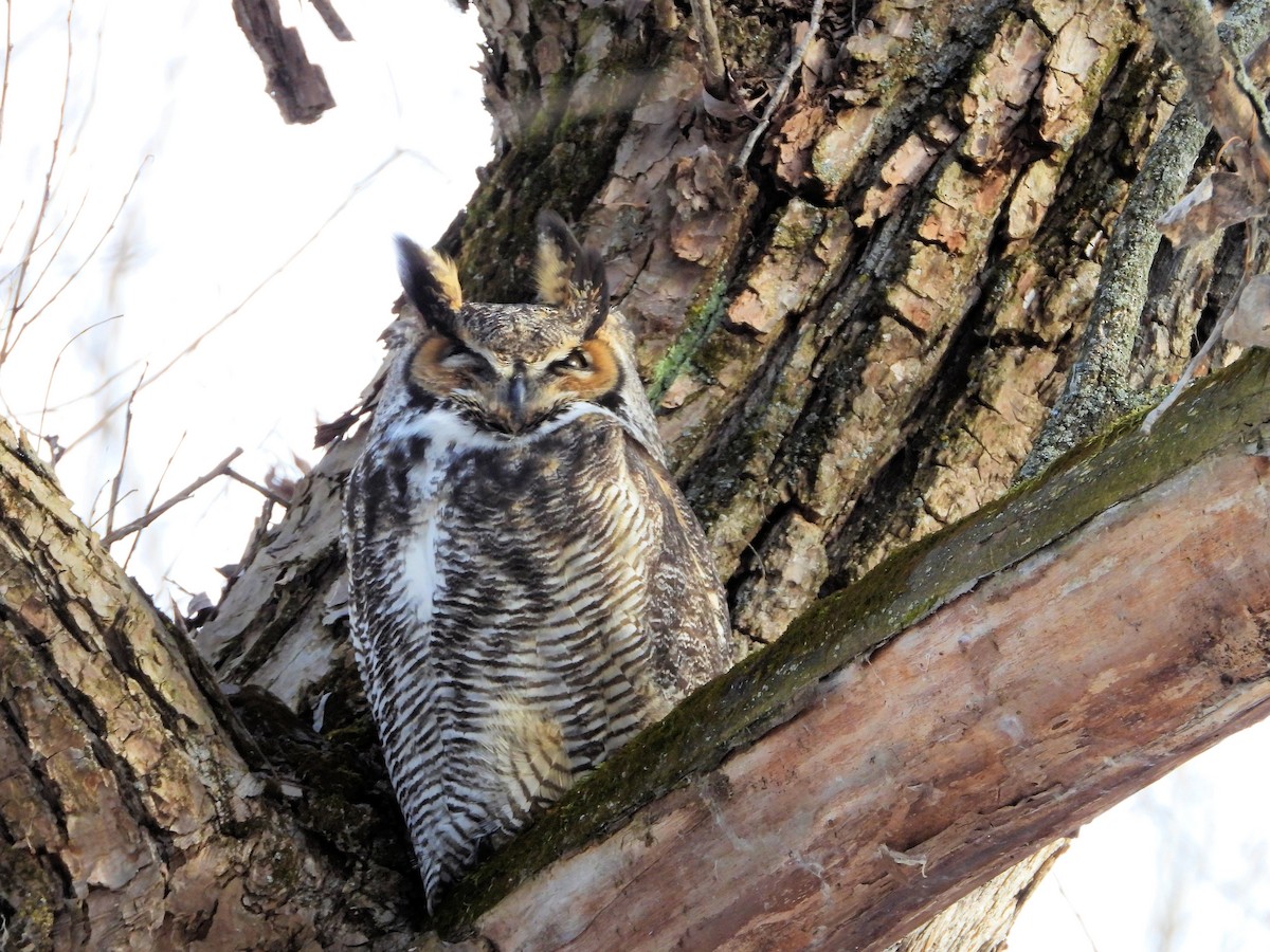 Great Horned Owl - ML507468951