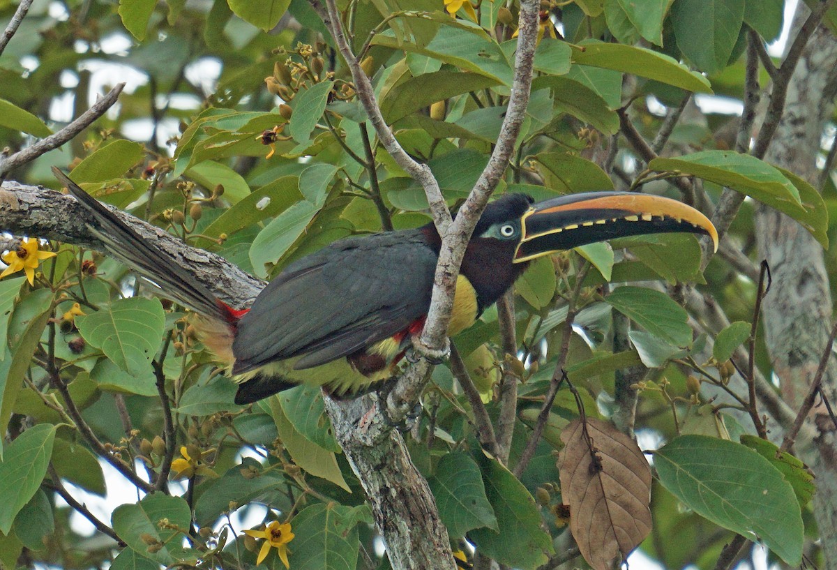 Chestnut-eared Aracari - bo nelson