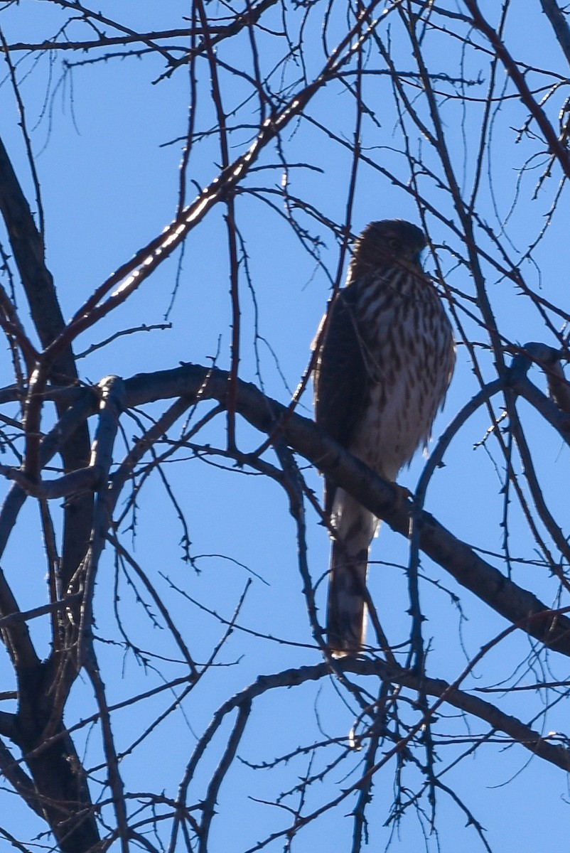 Cooper's Hawk - Ulrike Guggenheim