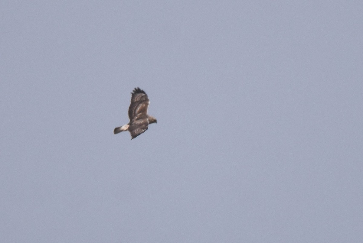 Rough-legged Hawk - ML507473821