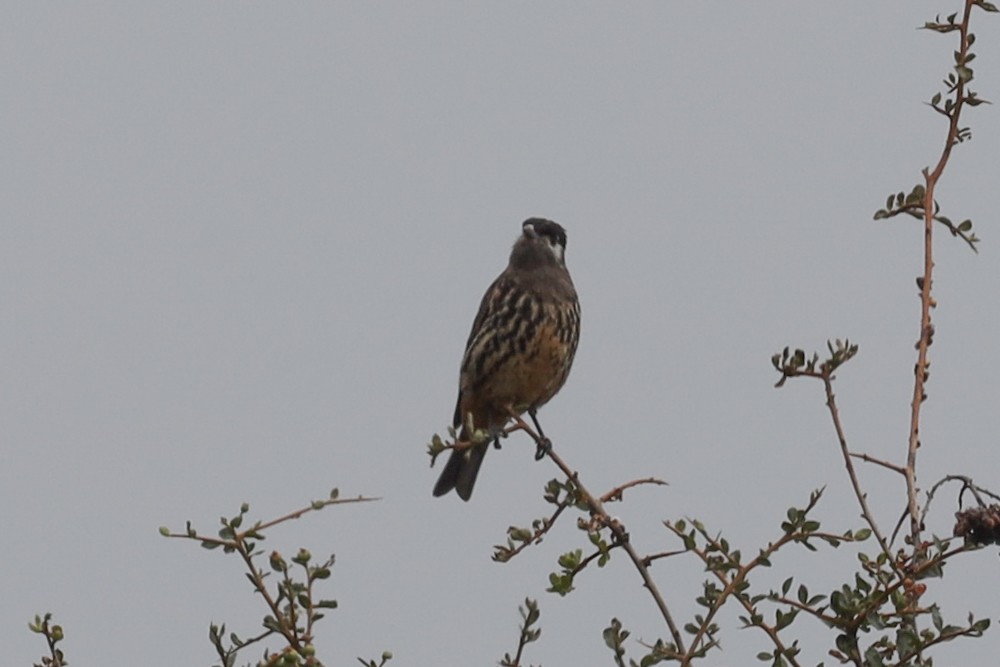 White-cheeked Cotinga - ML507474551